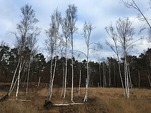 Teufelsseemoor a Berlino-Koepenick