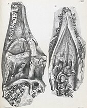 Skull illustration Thalassiodracon skull.jpg