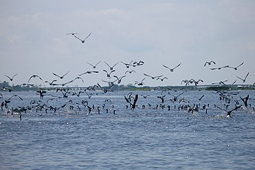 Birds taking flight over Thale Noi lake