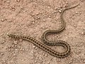 Thamnophis scalaris.jpg