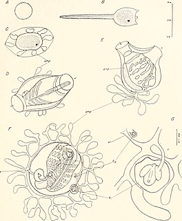 <i>Symplegma viride</i> species of chordates