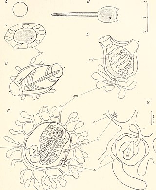 <i>Symplegma viride</i> Species of sea squirt