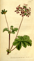 "[ 201 ] Pelargonium Bicolor. Two-Coloured Crane's-Bill."