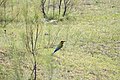 The blue-tailed bee-eater (Merops philippinus) on jhau tree (Tamarix indica) at Majuli.jpg