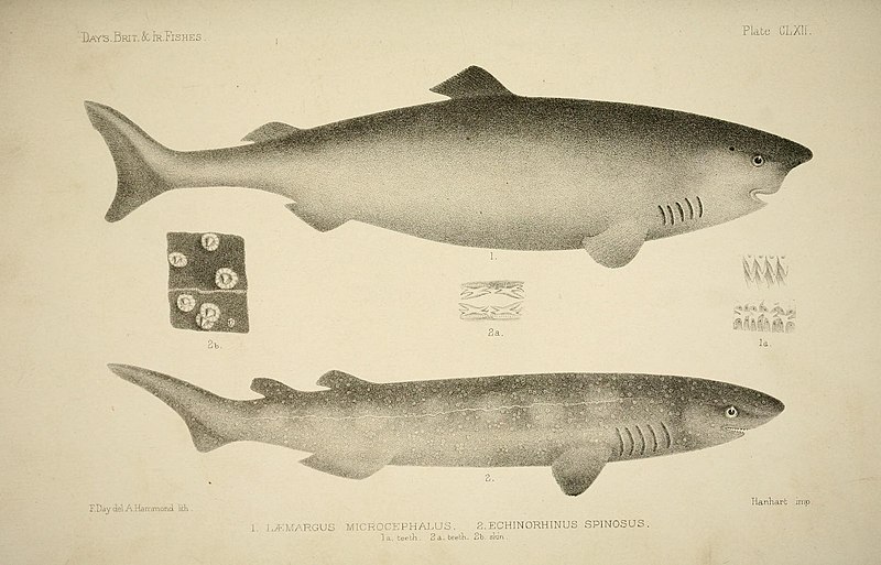File:The fishes of Great Britain and Ireland (Plate CLXII) (6788912352).jpg