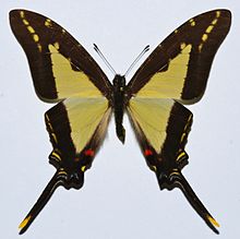 Kalın bordürlü Kite Swallowtail (Protographium dioxippus lacandones) (8421164800) .jpg