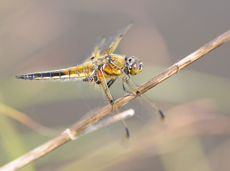 File:Thomas Bresson - Libellula quadrimaculata-3 (by).jpg