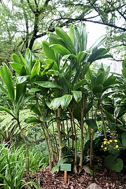 Ti plant (Cordyline fruticosa).jpg