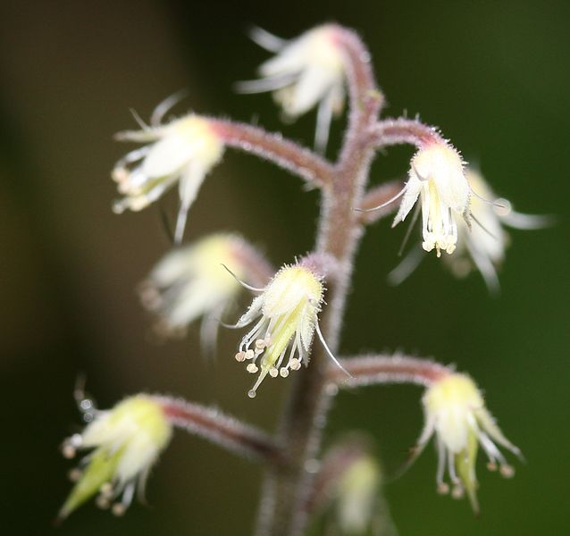 File:Tiarella polyphylla (flower).JPG