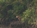 Sundarban(1).jpg içinde Kaplan Palmiyesi