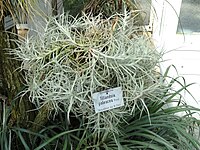 Tillandsia paleacea - Botanischer Garten München-Nymphenburg - DSC07940.JPG