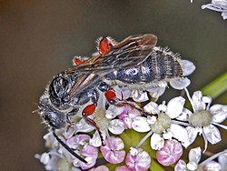 Tiphiidae - Tiphia femorata-1.JPG