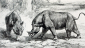 Life restoration of battling males of the Eocene brontothere mammal Megacerops Titanotherium cropped.png