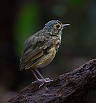 Spotted antpitta