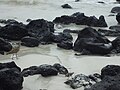 Birds and Volcanic Rocks at Tortuga Bay