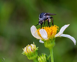 A Toxophora amphitea on a Spanish Needles (Bidens alba). Taken in Central Florida. Toxophora amphitea on a Spanish Needles (Bidens alba).jpg