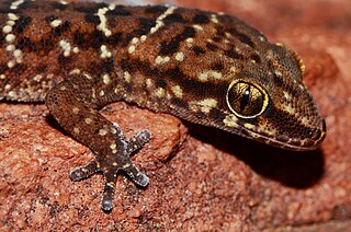 <i>Pachydactylus affinis</i> Species of lizard