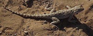 Trapelus sanguinolentus perto do Aidarkul