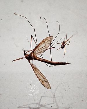 Giant mosquito trapped in tiny spiders web