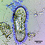 Miniatura para Paramecium tetraurelia