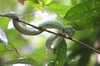 <i>Trimeresurus nebularis</i> Species of snake