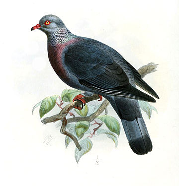 Columba trocaz