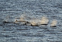 A pod of Longman's beaked whales travelling. Tropical bottlenose whale.jpg