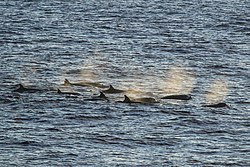 Tropical bottlenose whale.jpg