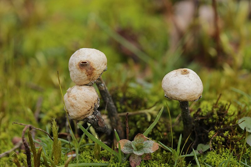 File:Tulostoma brumale 61148245.jpg