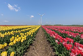 Tulpenfelder-Neuss-Kapellen-01-2016