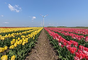 Champ de tulipes près de Grevenbroich (Rhénanie-du-Nord-Westphalie). (définition réelle 5 850 × 3 977)