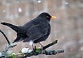 Amsel mit deutlich gelbem Augenring.