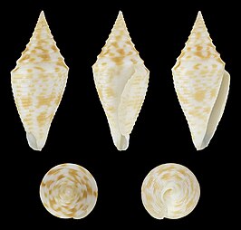 Conus praecellens