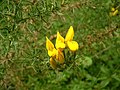 Miniatura para Ulex europaeus