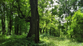 Ulmus glabra. Arboretum. Horki, Belarus.png