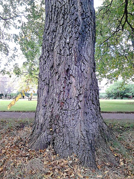 File:Ulmus x hollandica. Belgrave Crescent Gardens, Edinburgh (4).jpg