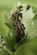 Urocystis ranunculi sur Ranunculus repens.