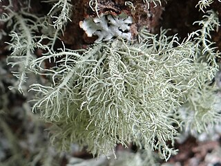 <i>Usnea hirta</i> Species of lichen