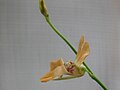 Utricularia fulva flower