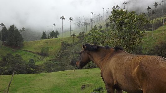 Valle de Cocora