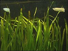 Vallisneria1a.jpg