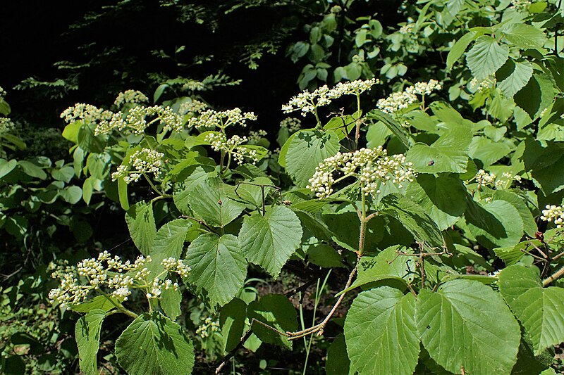 File:Viburnum dilatatum kz02.jpg