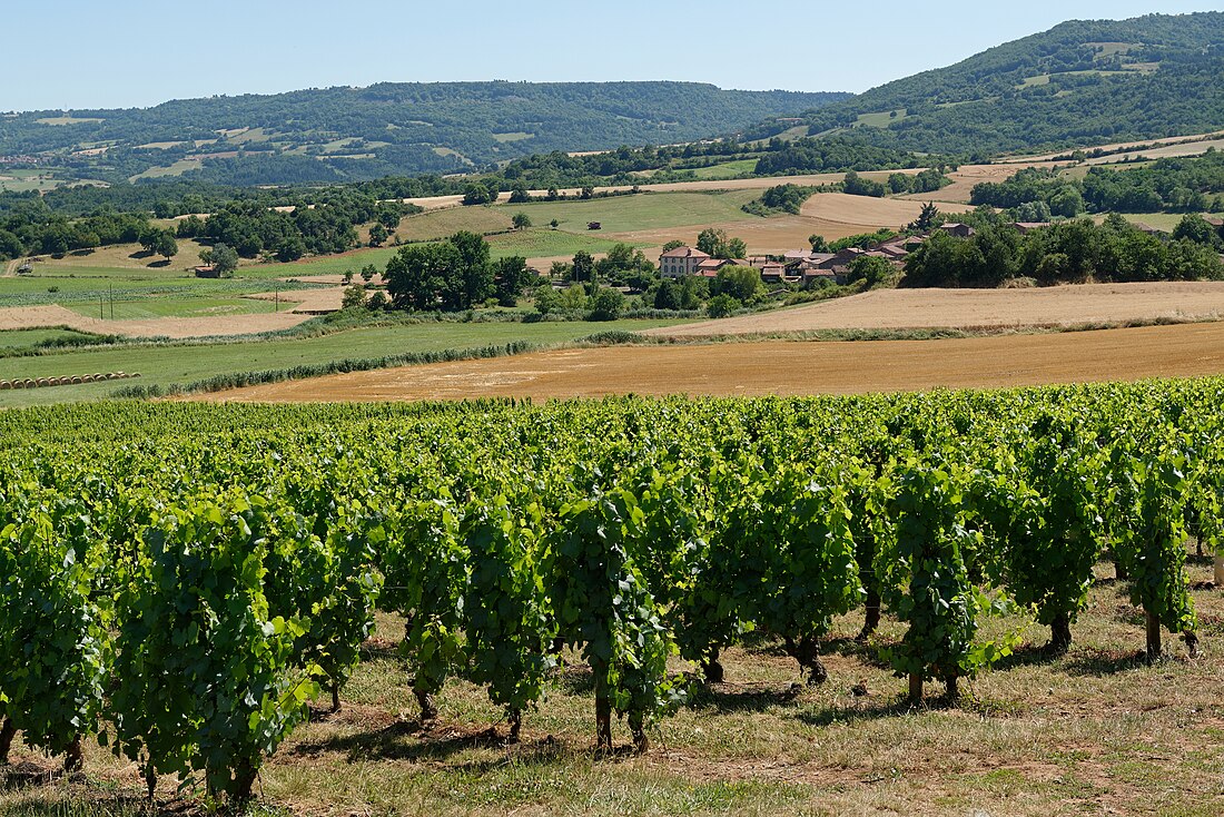 Côtes-d'auvergne