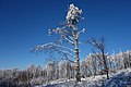 * Nomination: Frost on trees in the winter, place: Vihorlat, Vihorlatské vrchy --Milan Bališin 21:10, 26 January 2019 (UTC) * * Review needed