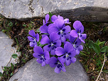 Viola_alpina_a2.jpg