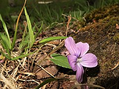 葉柄は花時にほとんど直立する。