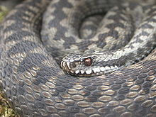 Close-up van slangspoelen met hoofd rustend op spoel naar voren en naar links kijkend.  De grijze dorsale schubben op de dikke spoelen zijn duidelijk te zien als prominente kielen.