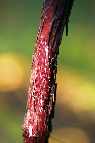 File:Vitis aestivalis 1120454.jpg