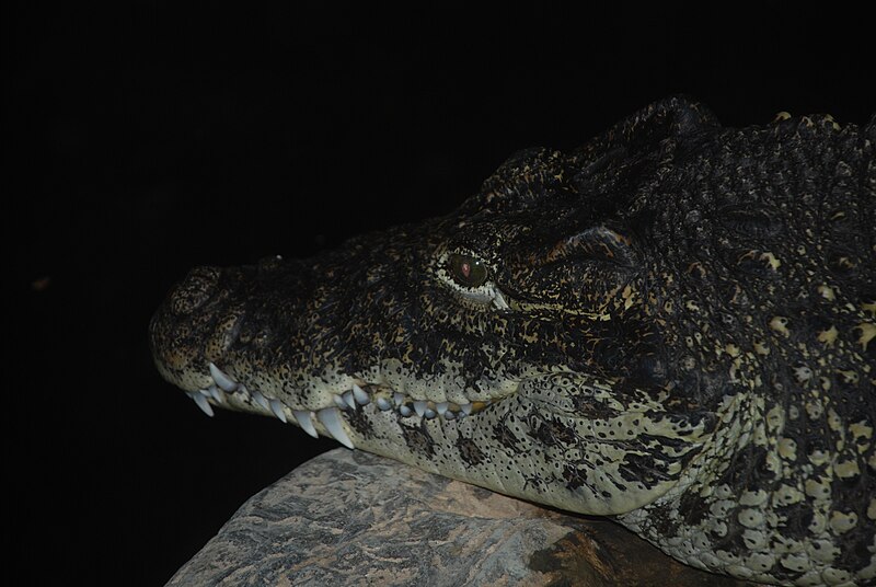 File:Washington DC Zoo - Crocodylus rhombifer 1.jpg