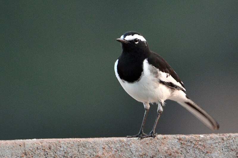 File:Wb Wagtail DSC 6387.jpg